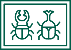 Image: 標本